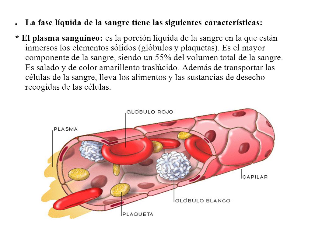 La fase líquida de la sangre tiene las siguientes características: