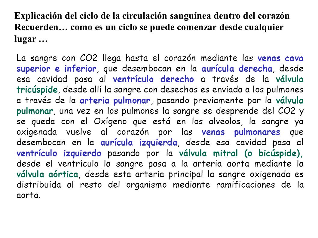 Explicación del ciclo de la circulación sanguínea dentro del corazón
