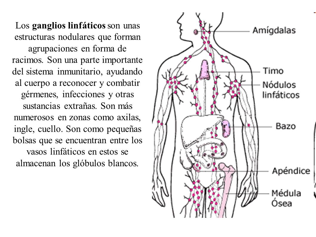 Los ganglios linfáticos son unas estructuras nodulares que forman agrupaciones en forma de racimos.
