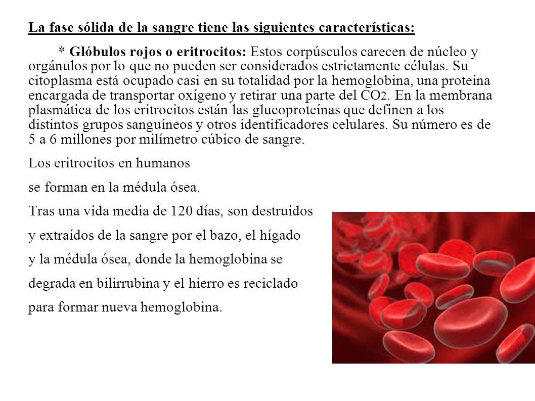 La fase sólida de la sangre tiene las siguientes características: