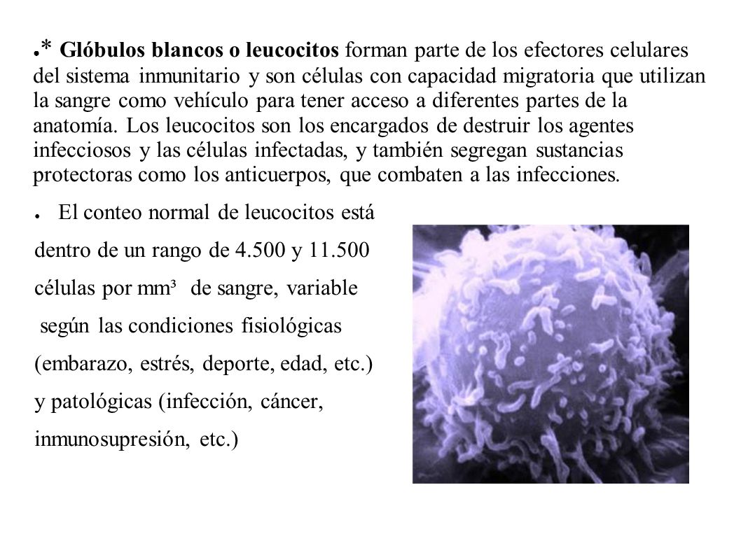 * Glóbulos blancos o leucocitos forman parte de los efectores celulares del sistema inmunitario y son células con capacidad migratoria que utilizan la sangre como vehículo para tener acceso a diferentes partes de la anatomía. Los leucocitos son los encargados de destruir los agentes infecciosos y las células infectadas, y también segregan sustancias protectoras como los anticuerpos, que combaten a las infecciones.