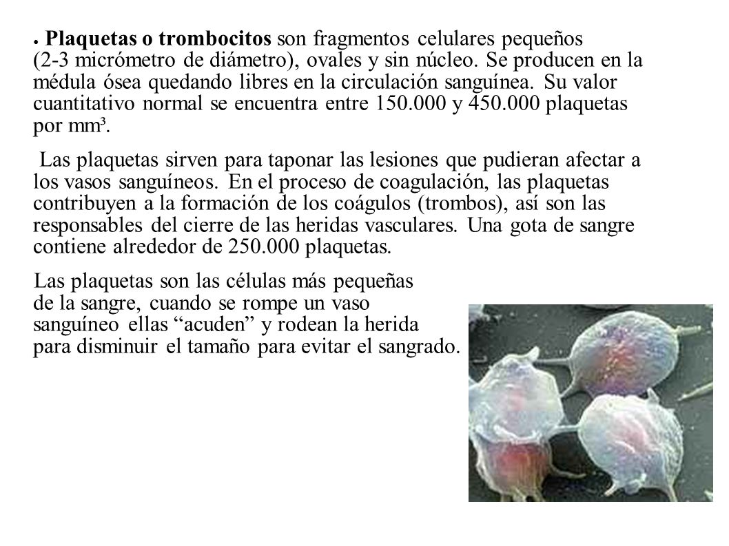 Plaquetas o trombocitos son fragmentos celulares pequeños (2-3 micrómetro de diámetro), ovales y sin núcleo. Se producen en la médula ósea quedando libres en la circulación sanguínea. Su valor cuantitativo normal se encuentra entre y plaquetas por mm³.