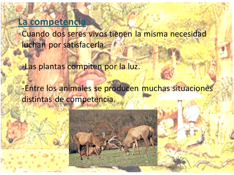 La competencia Cuando dos seres vivos tienen la misma necesidad luchan por satisfacerla. Las plantas compiten por la luz.