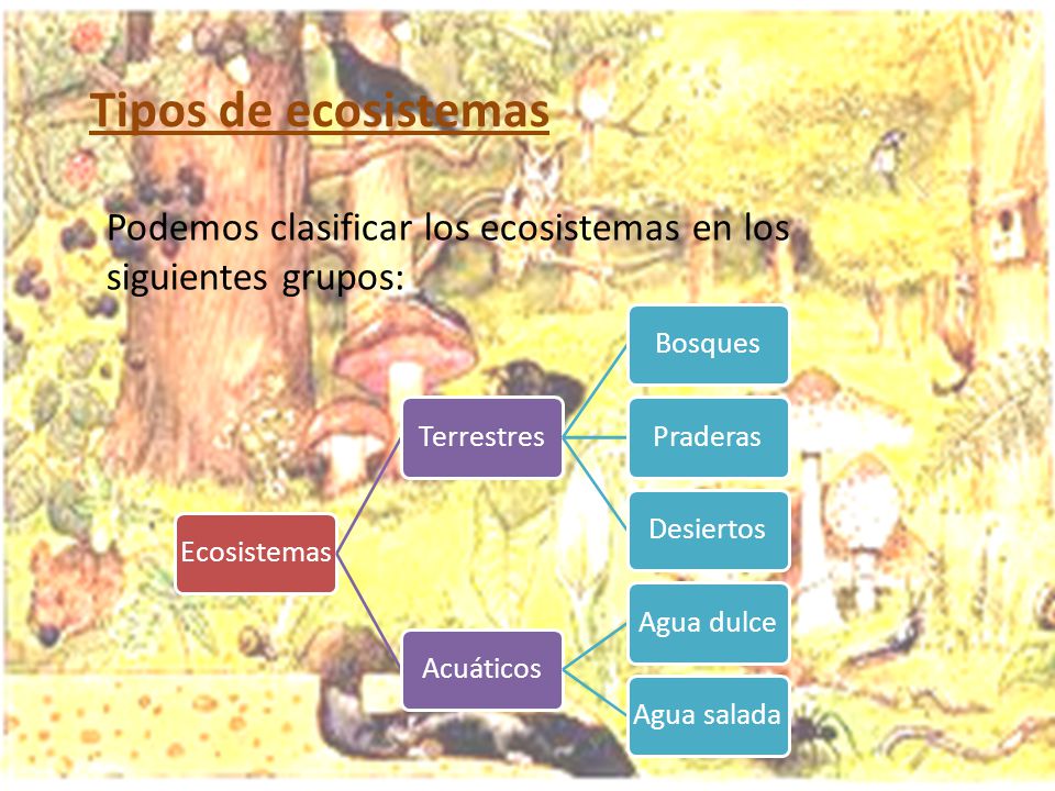 Tipos de ecosistemas Podemos clasificar los ecosistemas en los siguientes grupos: Ecosistemas. Terrestres.