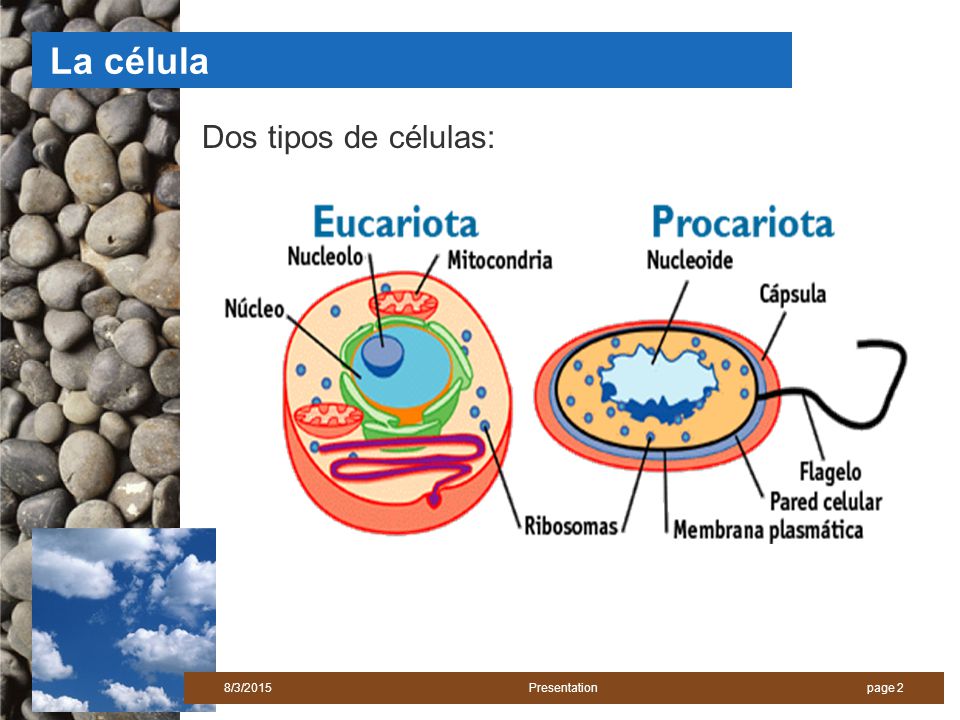 La célula Dos tipos de células: