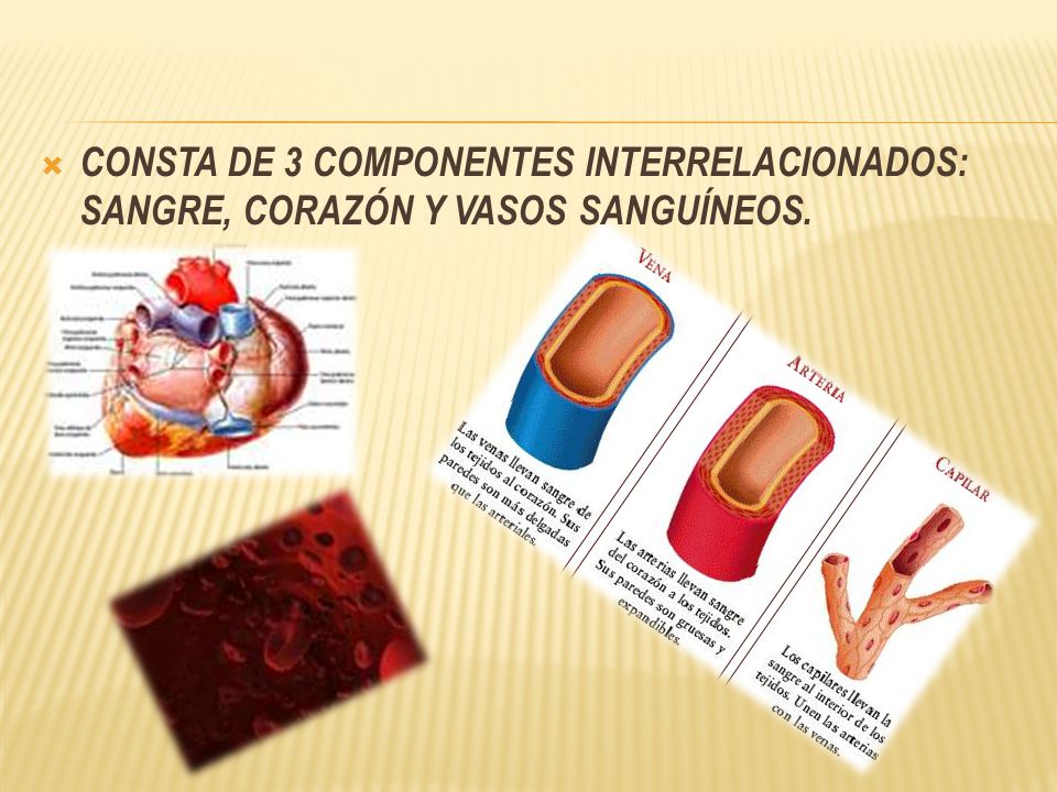 CONSTA DE 3 COMPONENTES INTERRELACIONADOS: SANGRE, CORAZÓN Y VASOS SANGUÍNEOS.