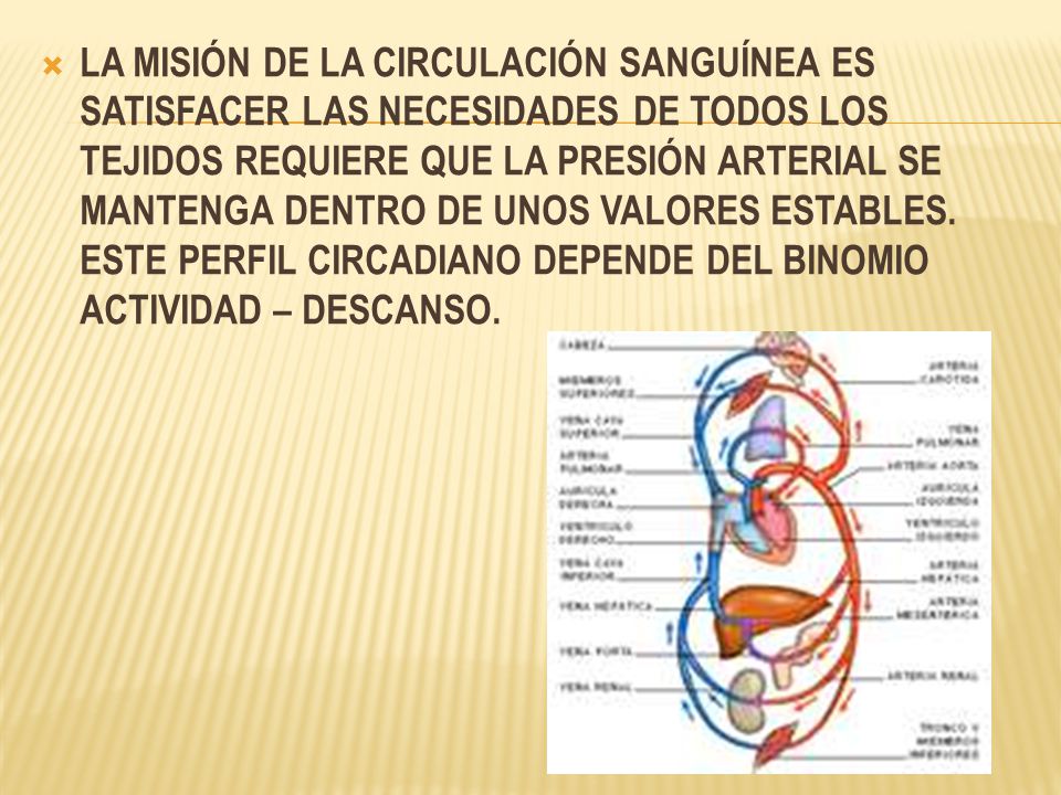 LA MISIÓN DE LA CIRCULACIÓN SANGUÍNEA ES SATISFACER LAS NECESIDADES DE TODOS LOS TEJIDOS REQUIERE QUE LA PRESIÓN ARTERIAL SE MANTENGA DENTRO DE UNOS VALORES ESTABLES.