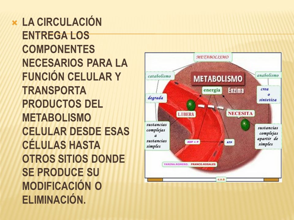 LA CIRCULACIÓN ENTREGA LOS COMPONENTES NECESARIOS PARA LA FUNCIÓN CELULAR Y TRANSPORTA PRODUCTOS DEL METABOLISMO CELULAR DESDE ESAS CÉLULAS HASTA OTROS SITIOS DONDE SE PRODUCE SU MODIFICACIÓN O ELIMINACIÓN.