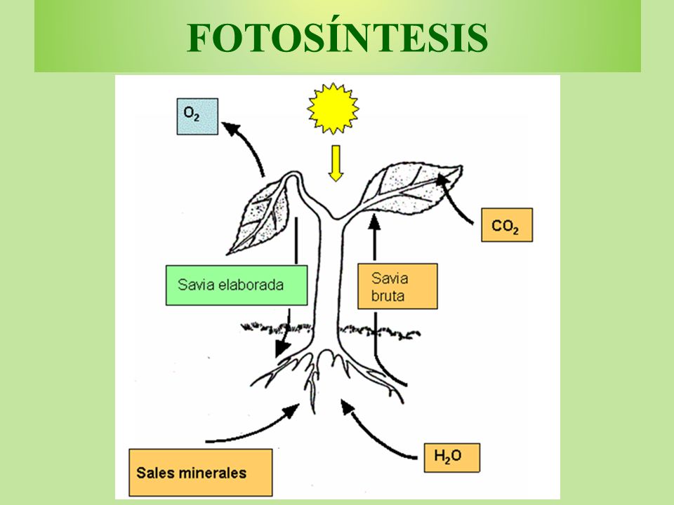FOTOSÍNTESIS