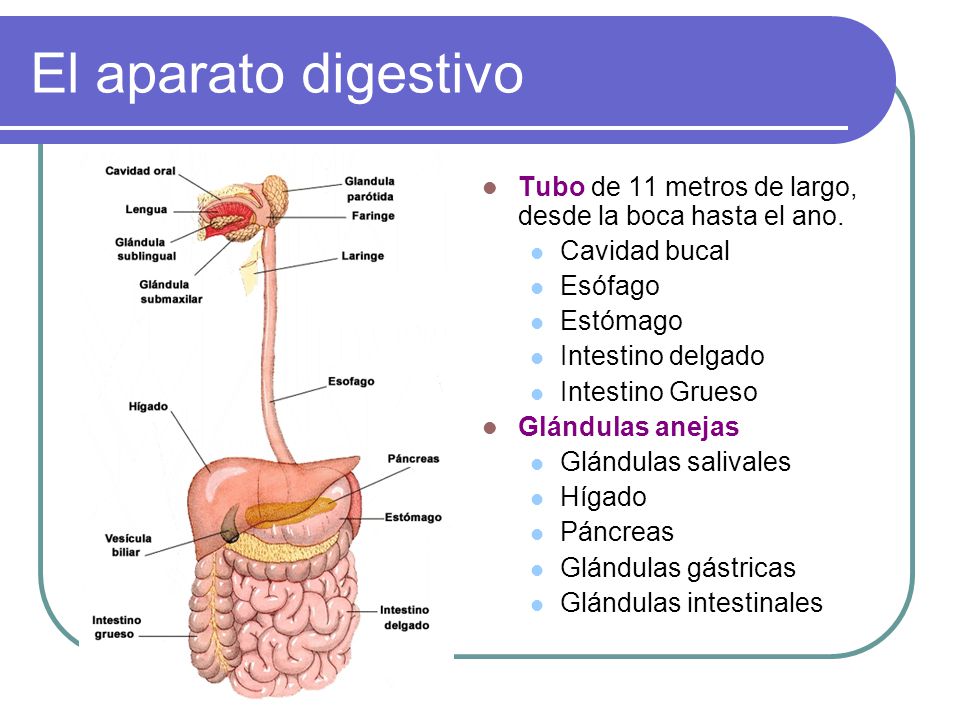El aparato digestivo Tubo de 11 metros de largo, desde la boca hasta el ano. Cavidad bucal. Esófago.