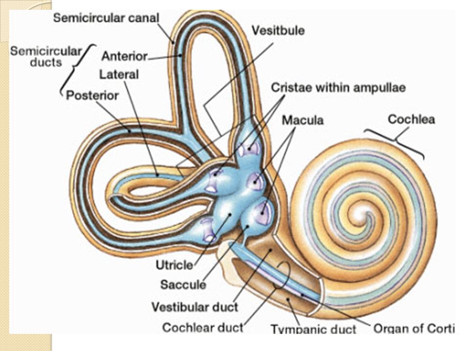 El utrículo es de forma ovoidea, en posición casi horizontal, la mácula utricular. De él, salen y vuelven a entrar los extremos ampollares y no ampollares de los conductos semicirculares.