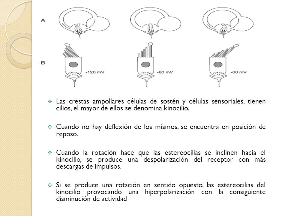 Las crestas ampollares células de sostén y células sensoriales, tienen cilios, el mayor de ellos se denomina kinocilio.