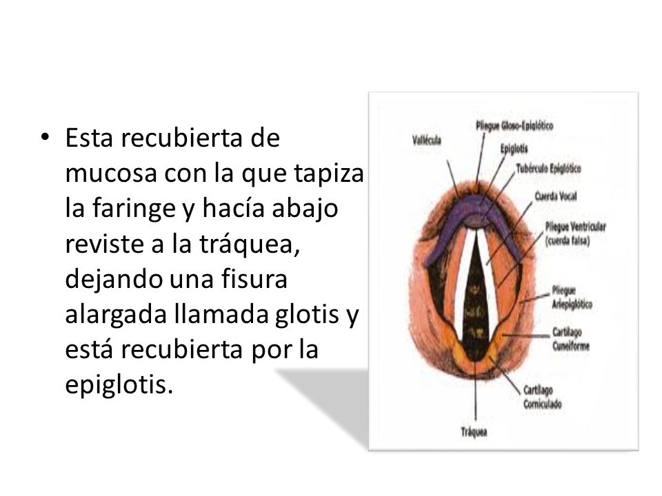 Esta recubierta de mucosa con la que tapiza la faringe y hacía abajo reviste a la tráquea, dejando una fisura alargada llamada glotis y está recubierta por la epiglotis.