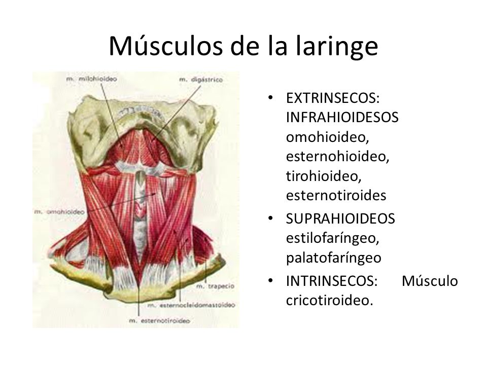 Músculos de la laringe EXTRINSECOS: INFRAHIOIDESOS omohioideo, esternohioideo, tirohioideo, esternotiroides.