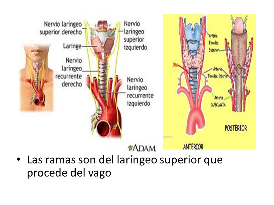 Las ramas son del laríngeo superior que procede del vago