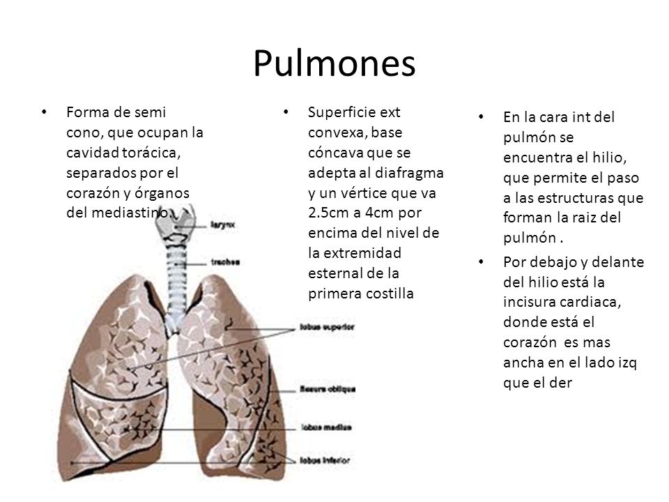 Pulmones Forma de semi cono, que ocupan la cavidad torácica, separados por el corazón y órganos del mediastino.