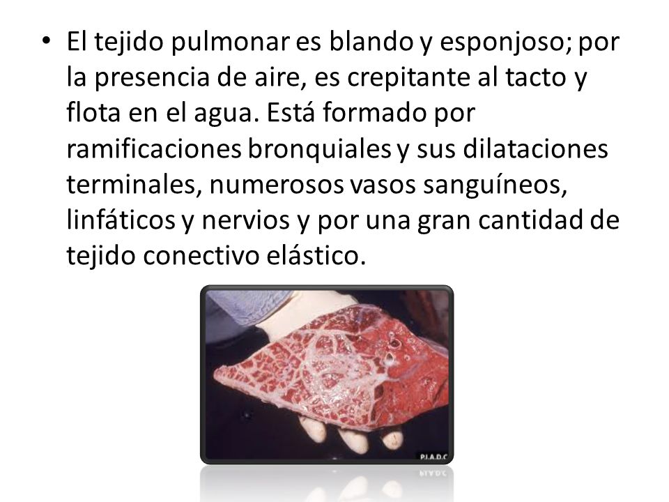 El tejido pulmonar es blando y esponjoso; por la presencia de aire, es crepitante al tacto y flota en el agua.