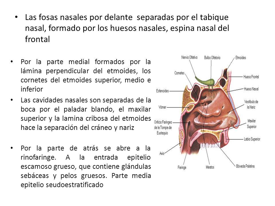 Las fosas nasales por delante separadas por el tabique nasal, formado por los huesos nasales, espina nasal del frontal