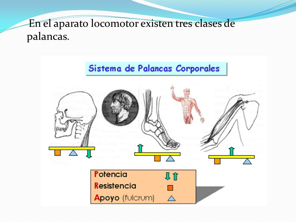En el aparato locomotor existen tres clases de palancas.
