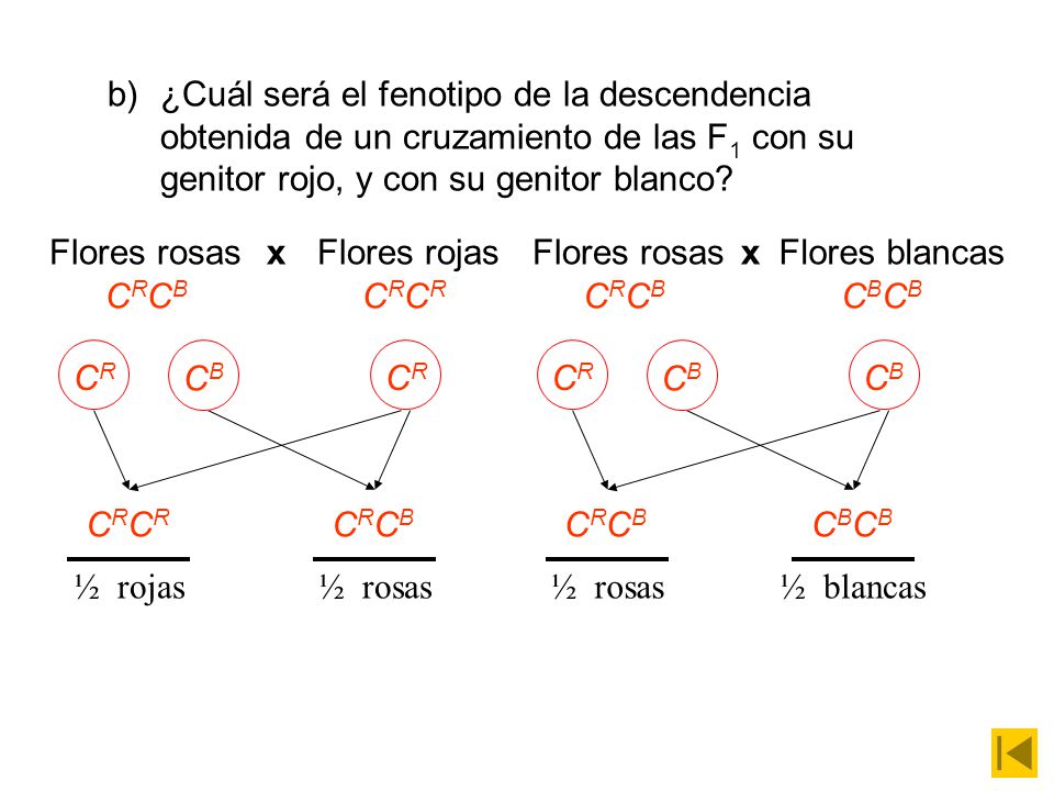 ¿Cuál será el fenotipo de la descendencia obtenida de un cruzamiento de las F1 con su genitor rojo, y con su genitor blanco