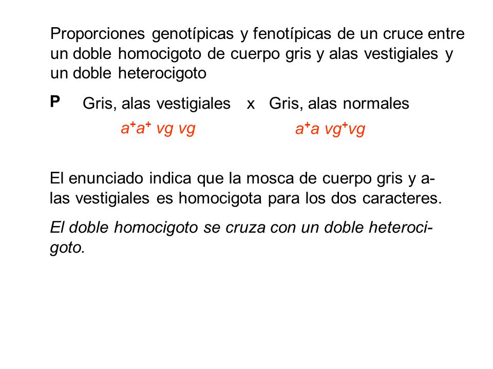 Proporciones genotípicas y fenotípicas de un cruce entre un doble homocigoto de cuerpo gris y alas vestigiales y un doble heterocigoto