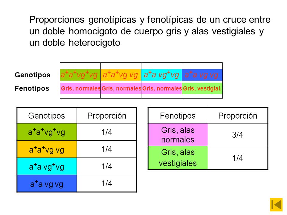 Proporciones genotípicas y fenotípicas de un cruce entre un doble homocigoto de cuerpo gris y alas vestigiales y un doble heterocigoto