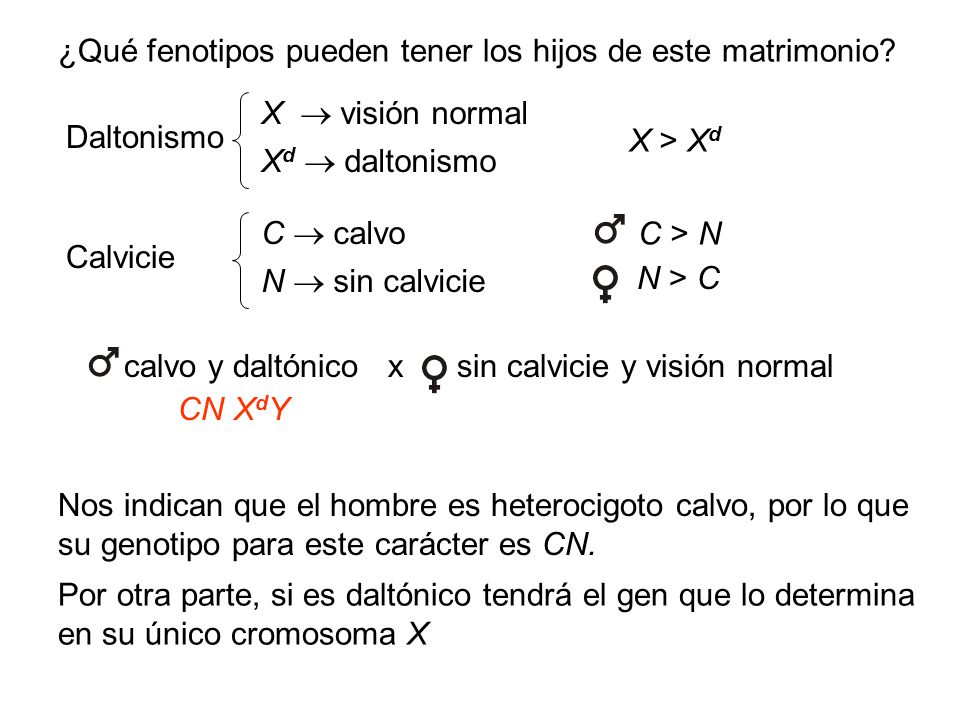C > N ¿Qué fenotipos pueden tener los hijos de este matrimonio