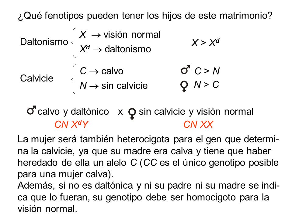 C > N ¿Qué fenotipos pueden tener los hijos de este matrimonio