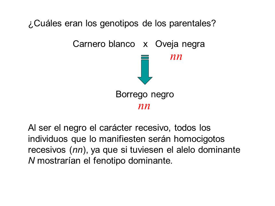 Carnero blanco x Oveja negra