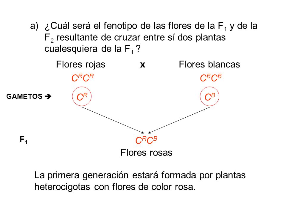 ¿Cuál será el fenotipo de las flores de la F1 y de la F2 resultante de cruzar entre sí dos plantas cualesquiera de la F1