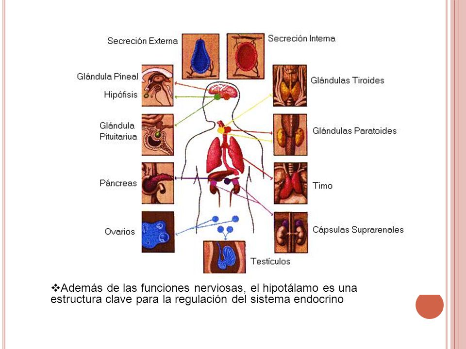 Además de las funciones nerviosas, el hipotálamo es una estructura clave para la regulación del sistema endocrino