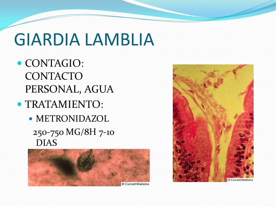 GIARDIA LAMBLIA CONTAGIO: CONTACTO PERSONAL, AGUA TRATAMIENTO: