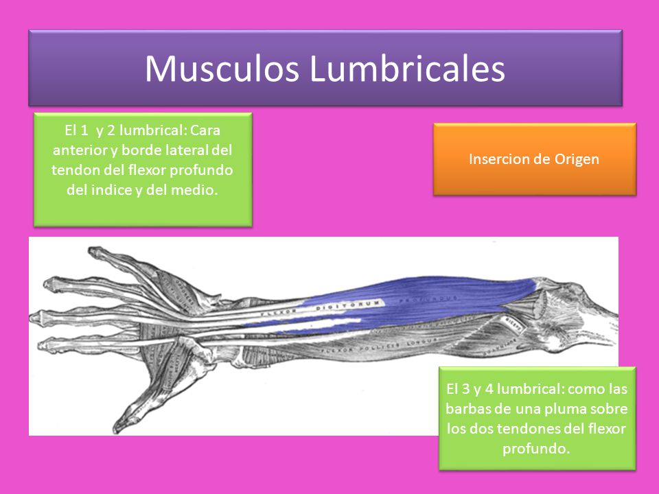 Musculos Lumbricales El 1 y 2 lumbrical: Cara anterior y borde lateral del tendon del flexor profundo del indice y del medio.