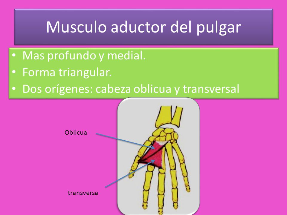 Musculo aductor del pulgar
