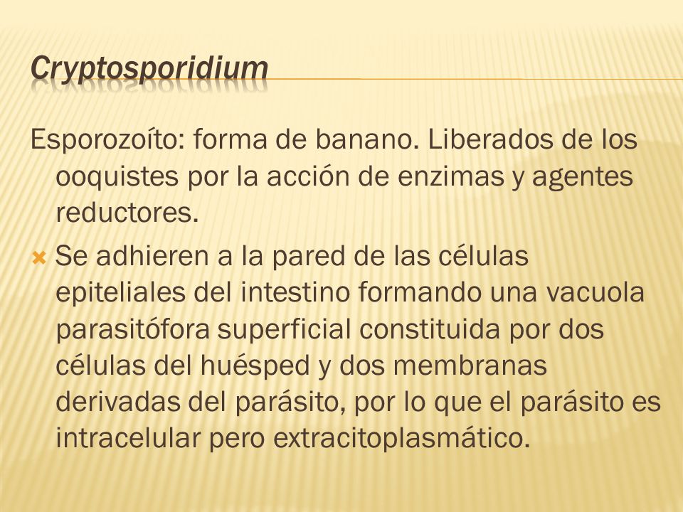 Cryptosporidium Esporozoíto: forma de banano. Liberados de los ooquistes por la acción de enzimas y agentes reductores.