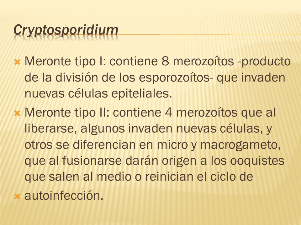 Cryptosporidium Meronte tipo I: contiene 8 merozoítos -producto de la división de los esporozoítos- que invaden nuevas células epiteliales.