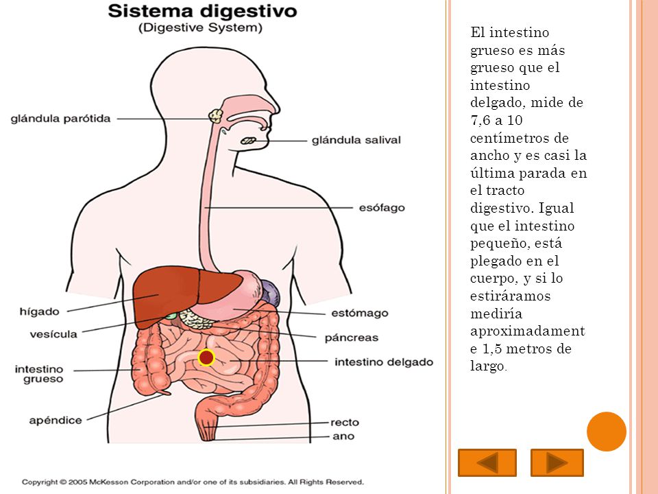 El sistema digestivo Por: Nicole Masnjak. - ppt descargar
