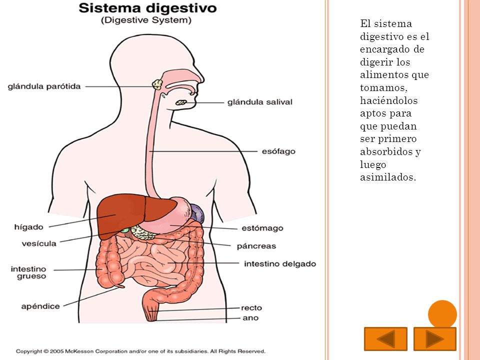 El sistema digestivo es el encargado de digerir los alimentos que tomamos, haciéndolos aptos para que puedan ser primero absorbidos y luego asimilados.