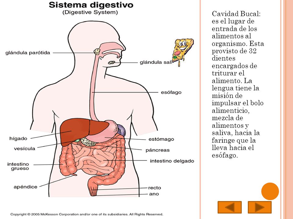 Cavidad Bucal: es el lugar de entrada de los alimentos al organismo