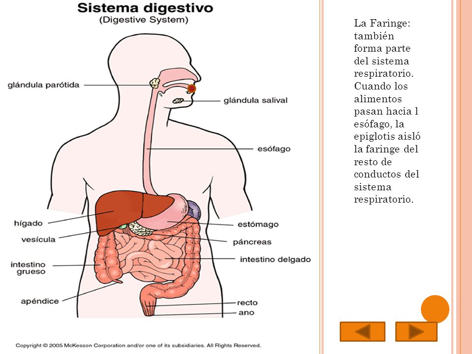 La Faringe: también forma parte del sistema respiratorio
