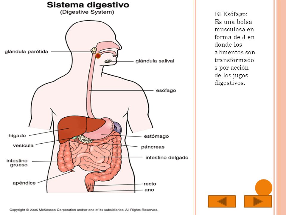 El Esófago: Es una bolsa musculosa en forma de J en donde los alimentos son transformado s por acción de los jugos digestivos.