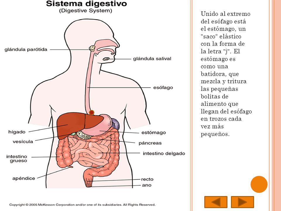 Unido al extremo del esófago está el estómago, un saco elástico con la forma de la letra j .