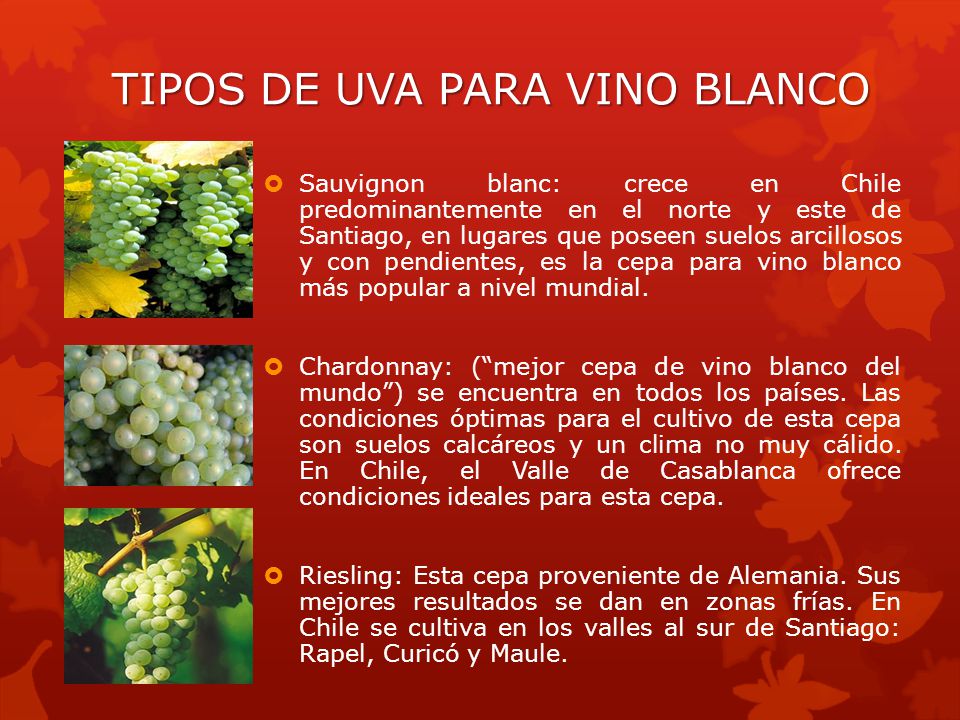 TIPOS DE UVA PARA VINO BLANCO