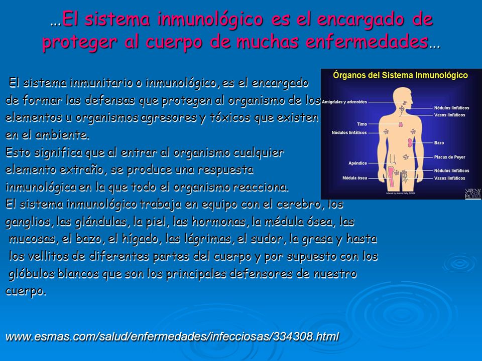 …El sistema inmunológico es el encargado de proteger al cuerpo de muchas enfermedades…