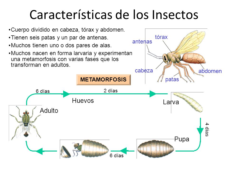 Resultado de imagen para caracterÃ­sticas de los insectos