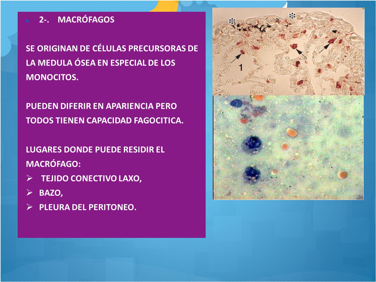 2-. MACRÓFAGOS SE ORIGINAN DE CÉLULAS PRECURSORAS DE. LA MEDULA ÓSEA EN ESPECIAL DE LOS. MONOCITOS.