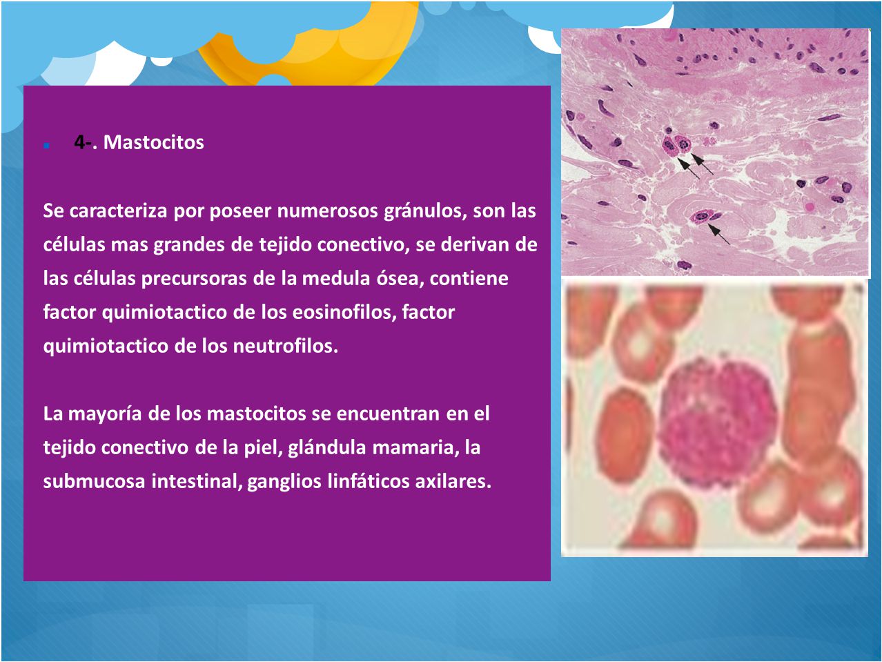 4-. Mastocitos Se caracteriza por poseer numerosos gránulos, son las. células mas grandes de tejido conectivo, se derivan de.