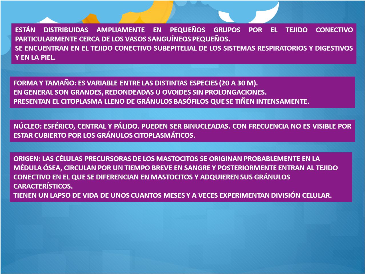 ESTÁN DISTRIBUIDAS AMPLIAMENTE EN PEQUEÑOS GRUPOS POR EL TEJIDO CONECTIVO PARTICULARMENTE CERCA DE LOS VASOS SANGUÍNEOS PEQUEÑOS.
