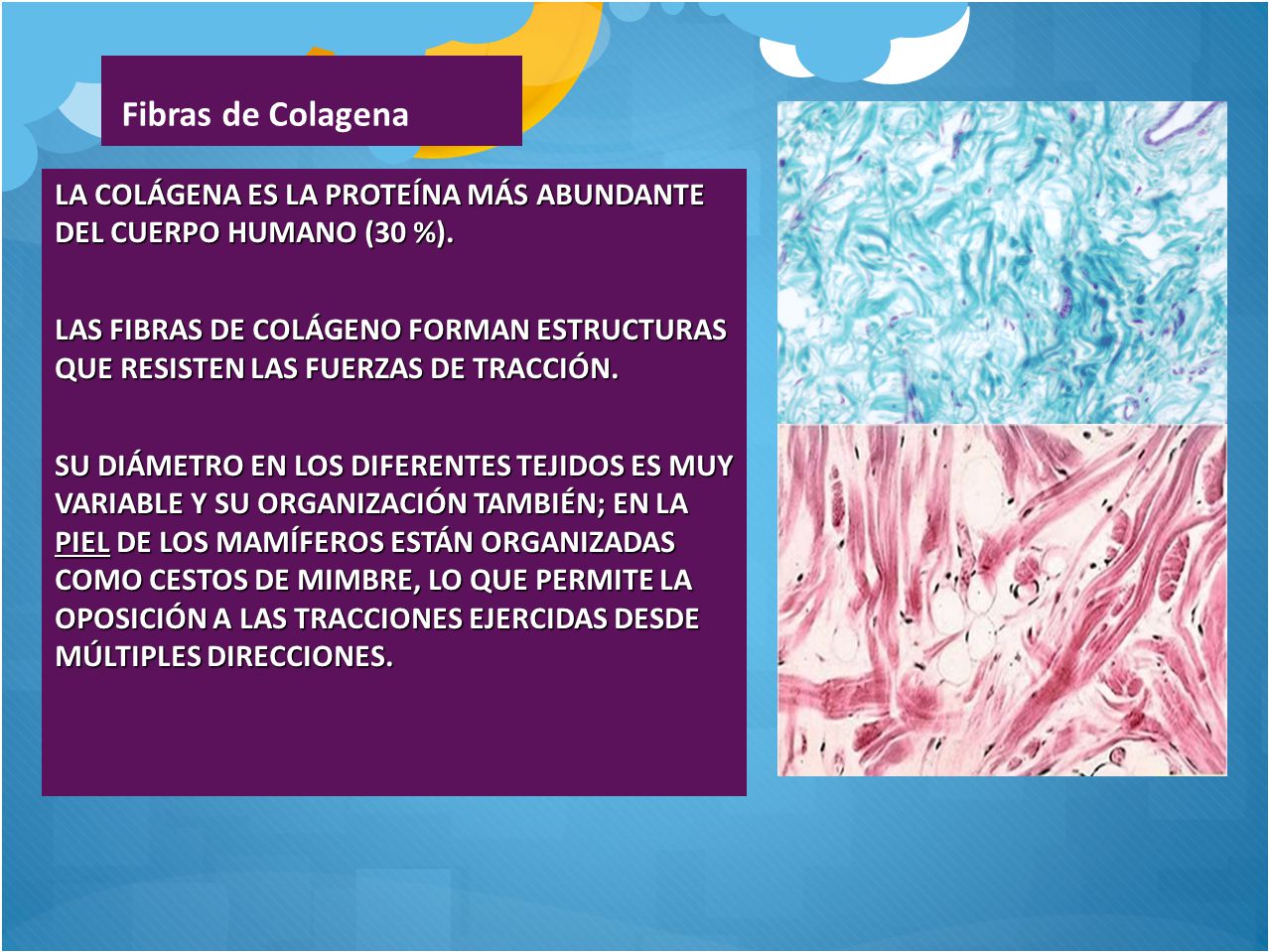 Fibras de Colagena LA COLÁGENA ES LA PROTEÍNA MÁS ABUNDANTE DEL CUERPO HUMANO (30 %).