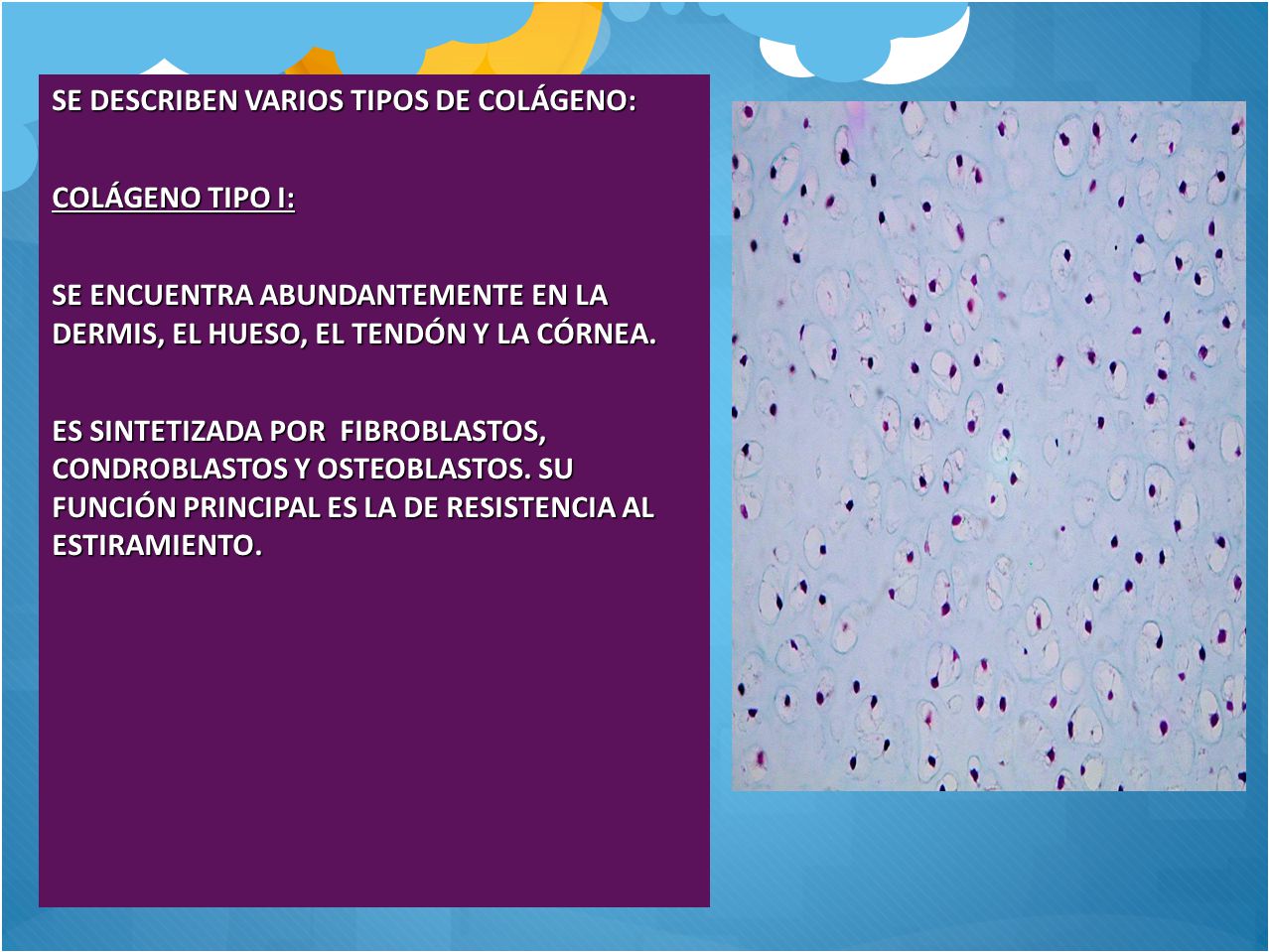 SE DESCRIBEN VARIOS TIPOS DE COLÁGENO: